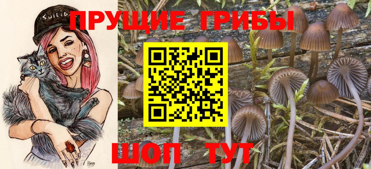 Новокубанск  Галлюциногенные грибы Psilocybine cubensis  Вход с VPN 